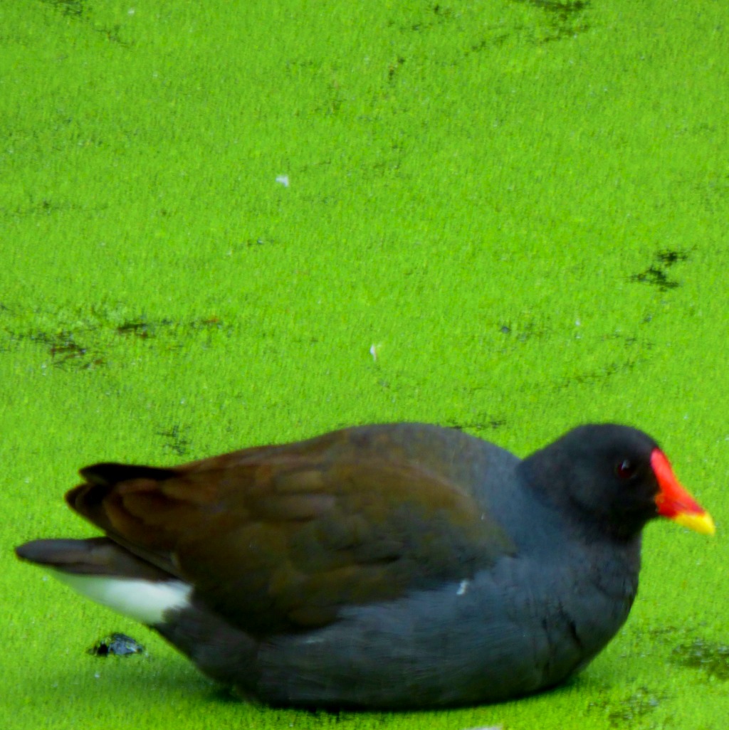 Moorhen