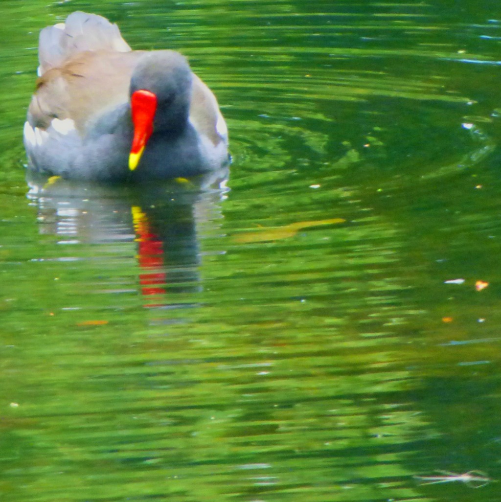 Moorhen