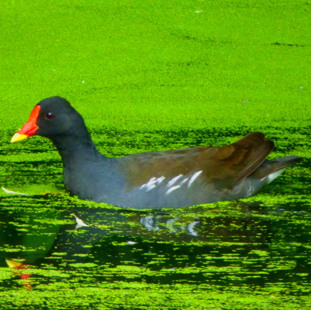 Moorhen1