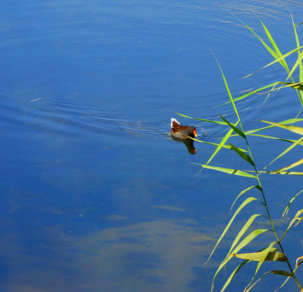 Moorhen2