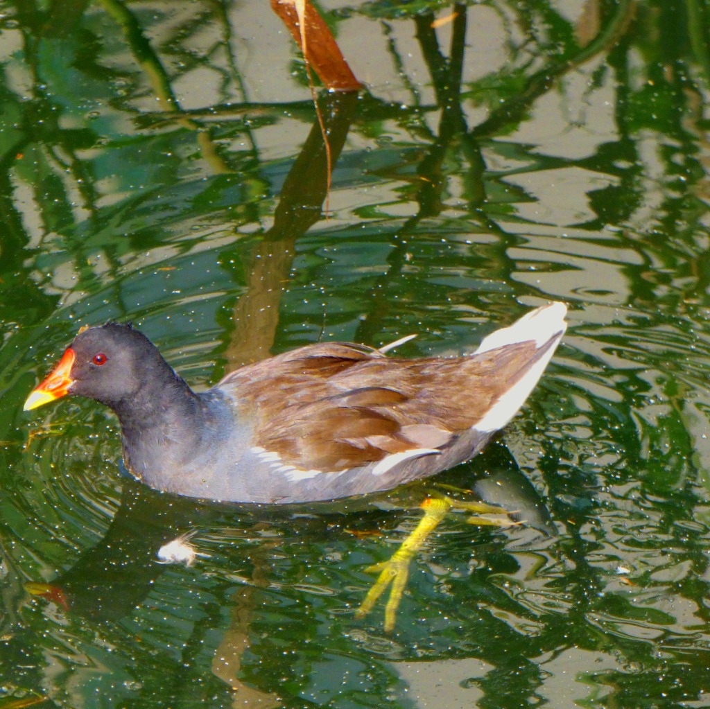 Moorhen