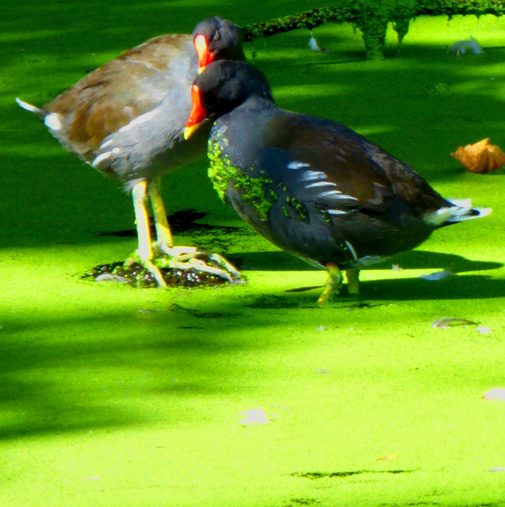 Moorhen