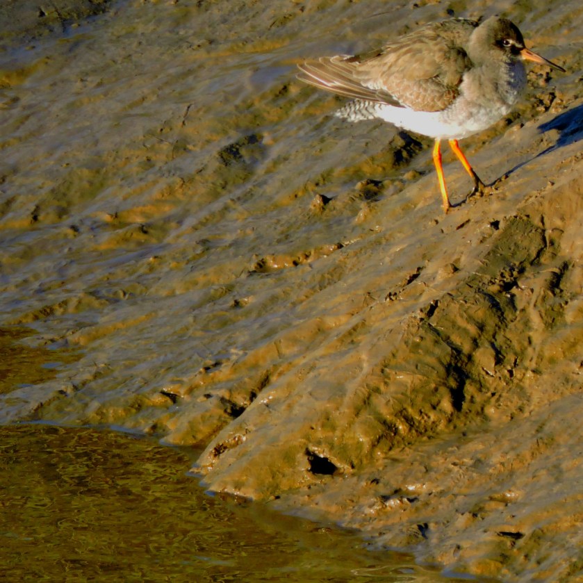 small wader4