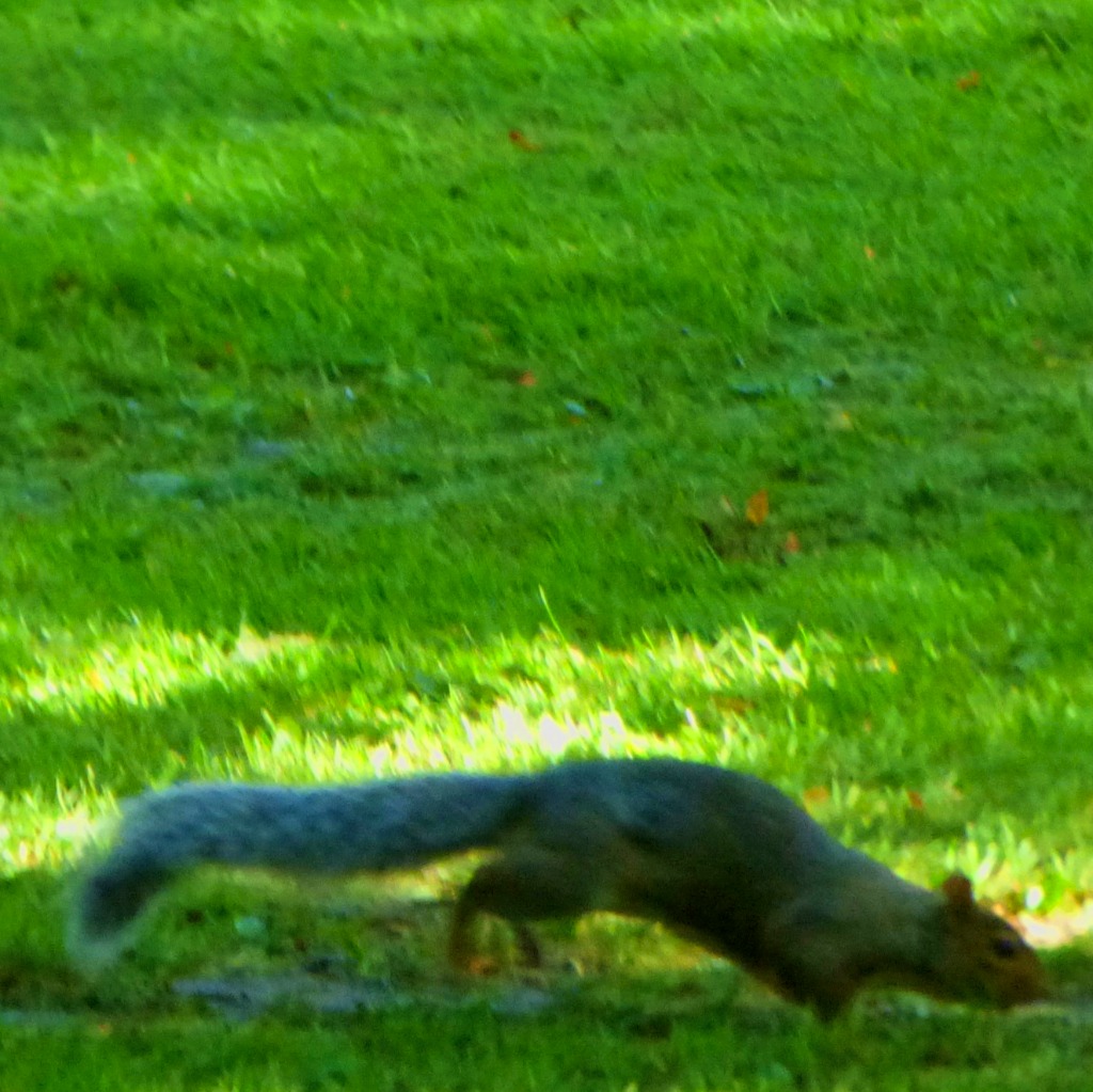squirrel 1