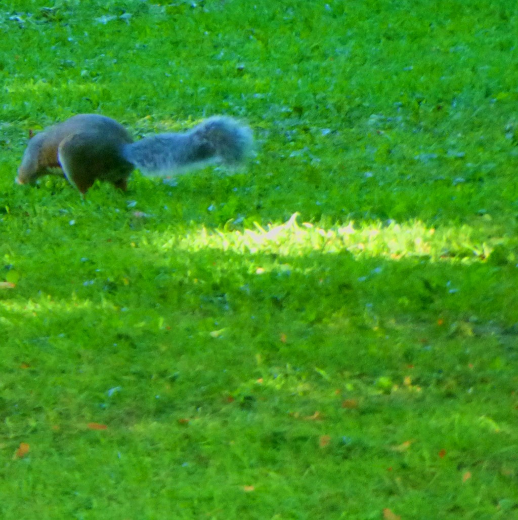 squirrel 2