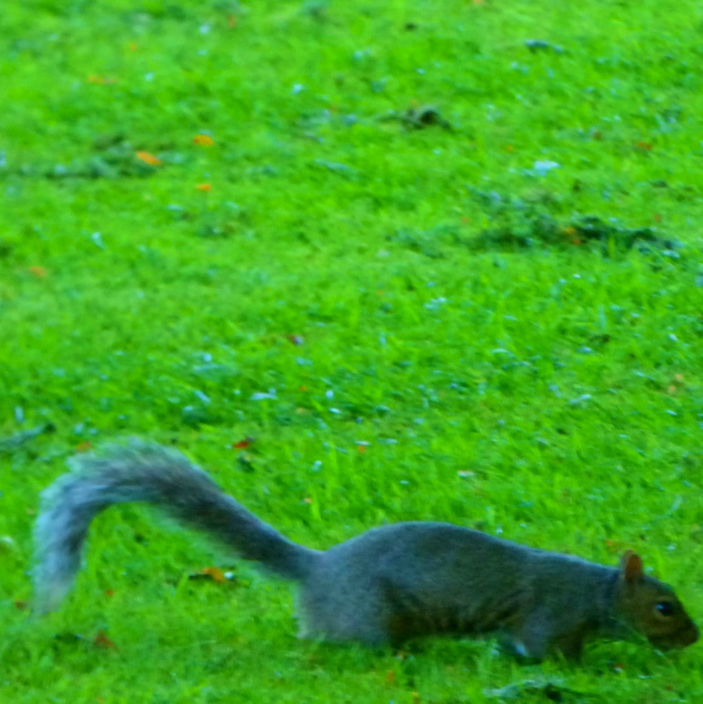 squirrel 3