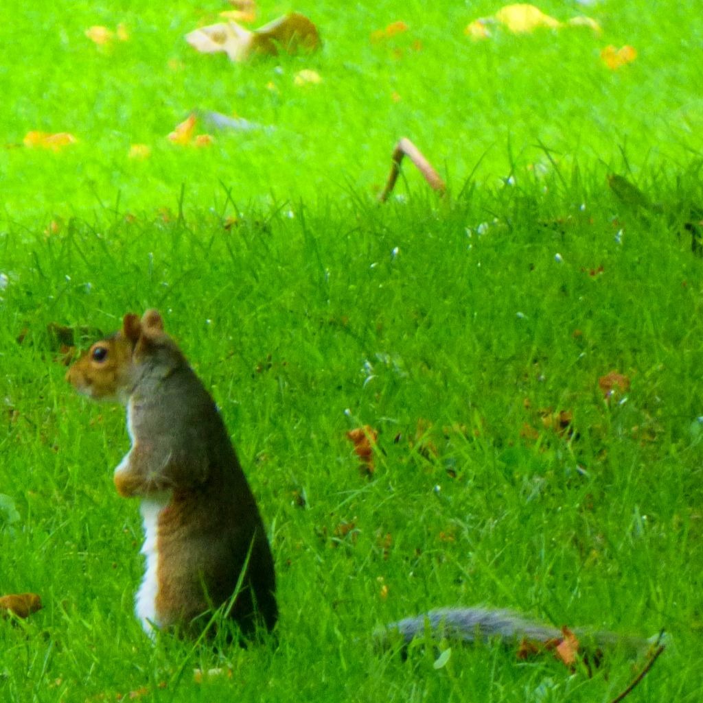 Squirrel does Meerkat impression