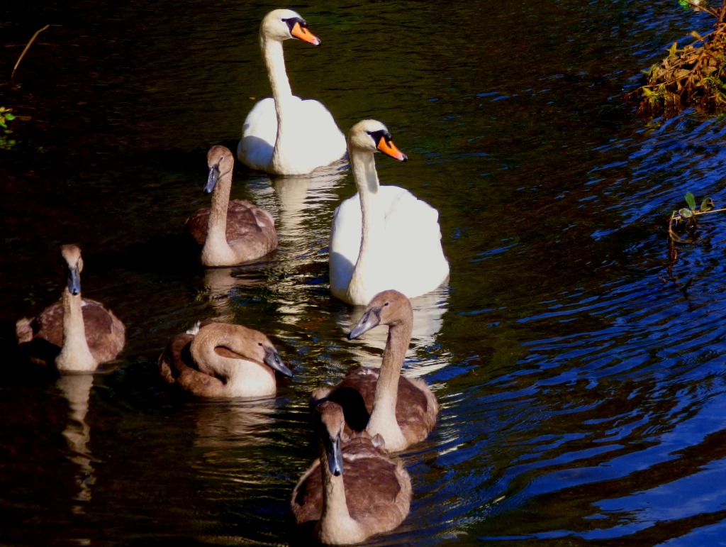 Swan family 4