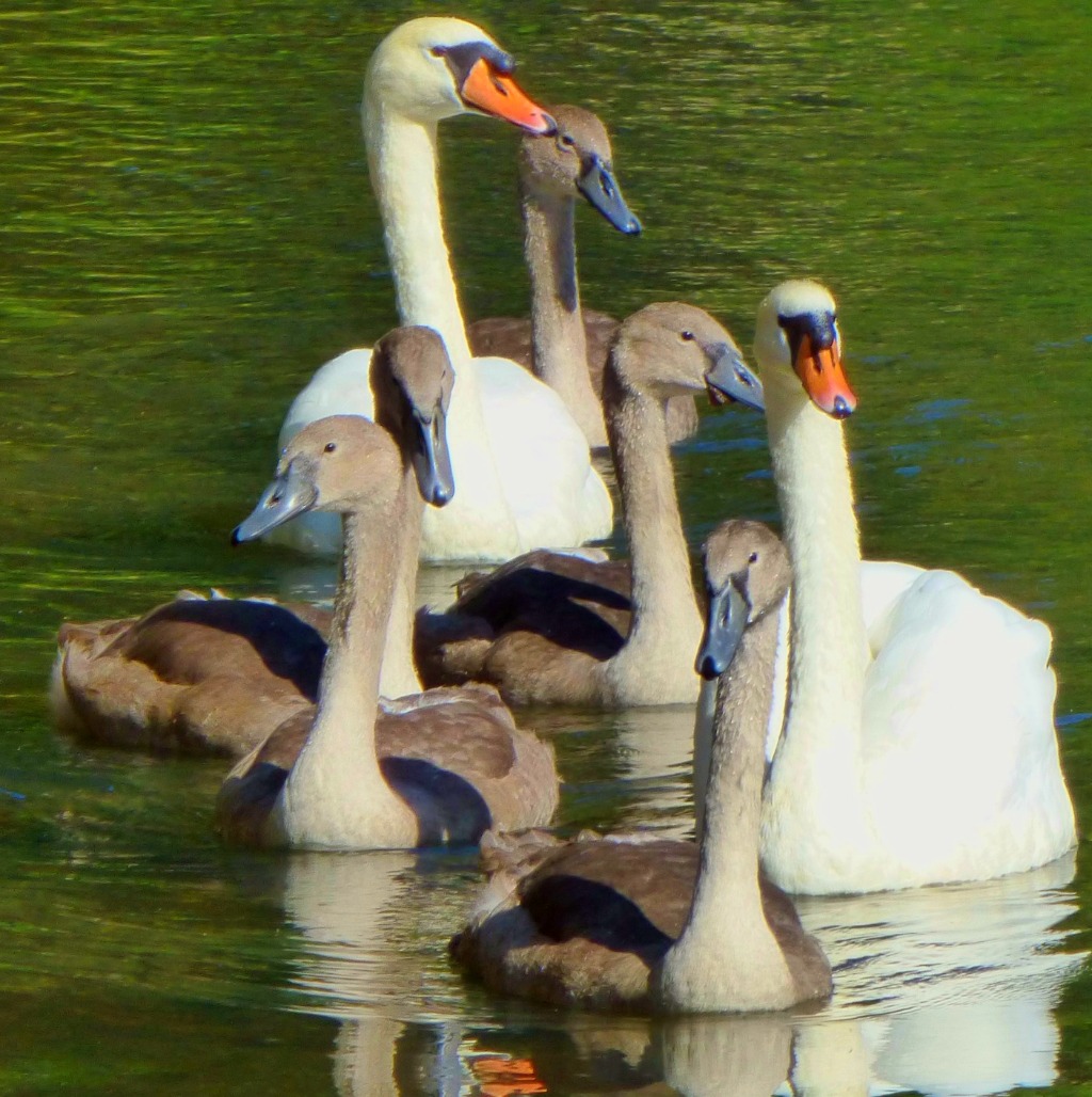 Swan family