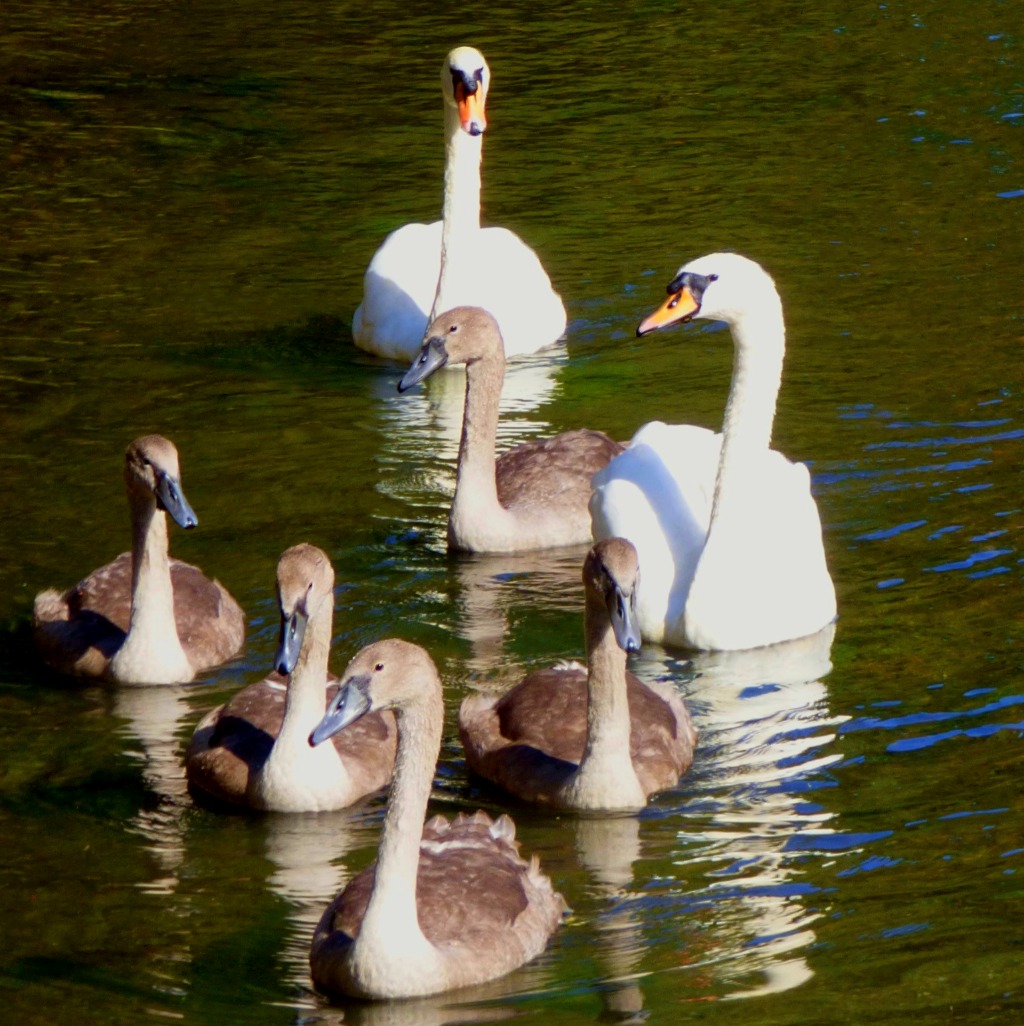 Swan family3