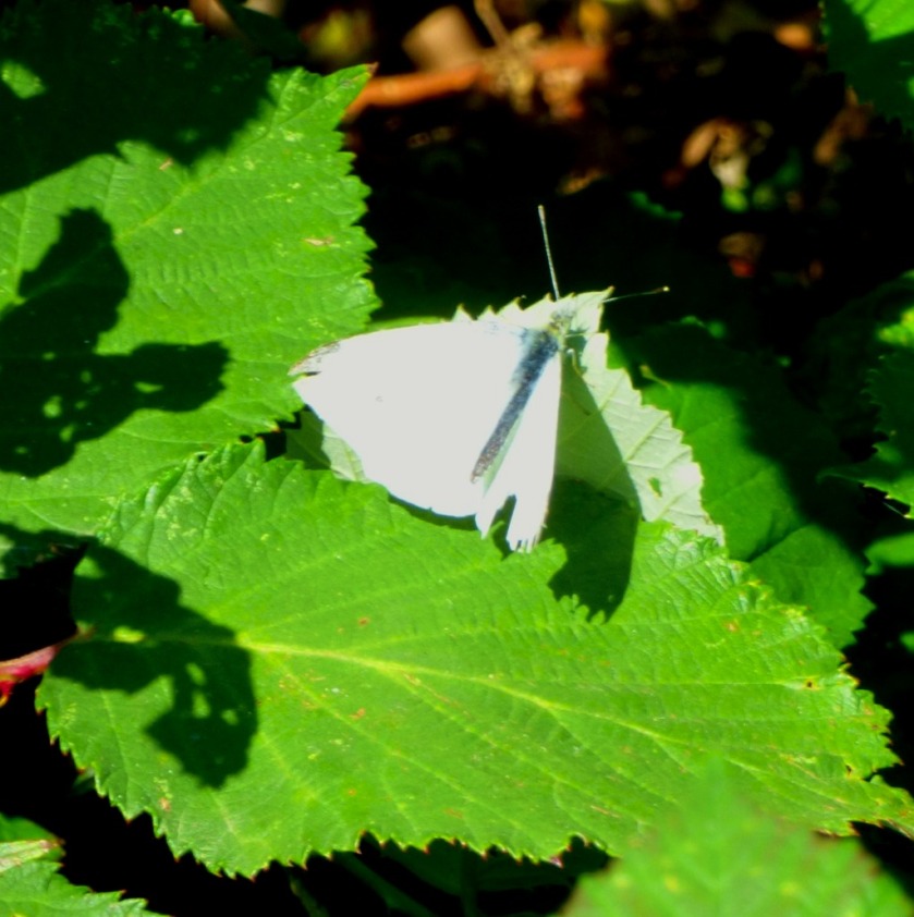 White butterfly on nettle
