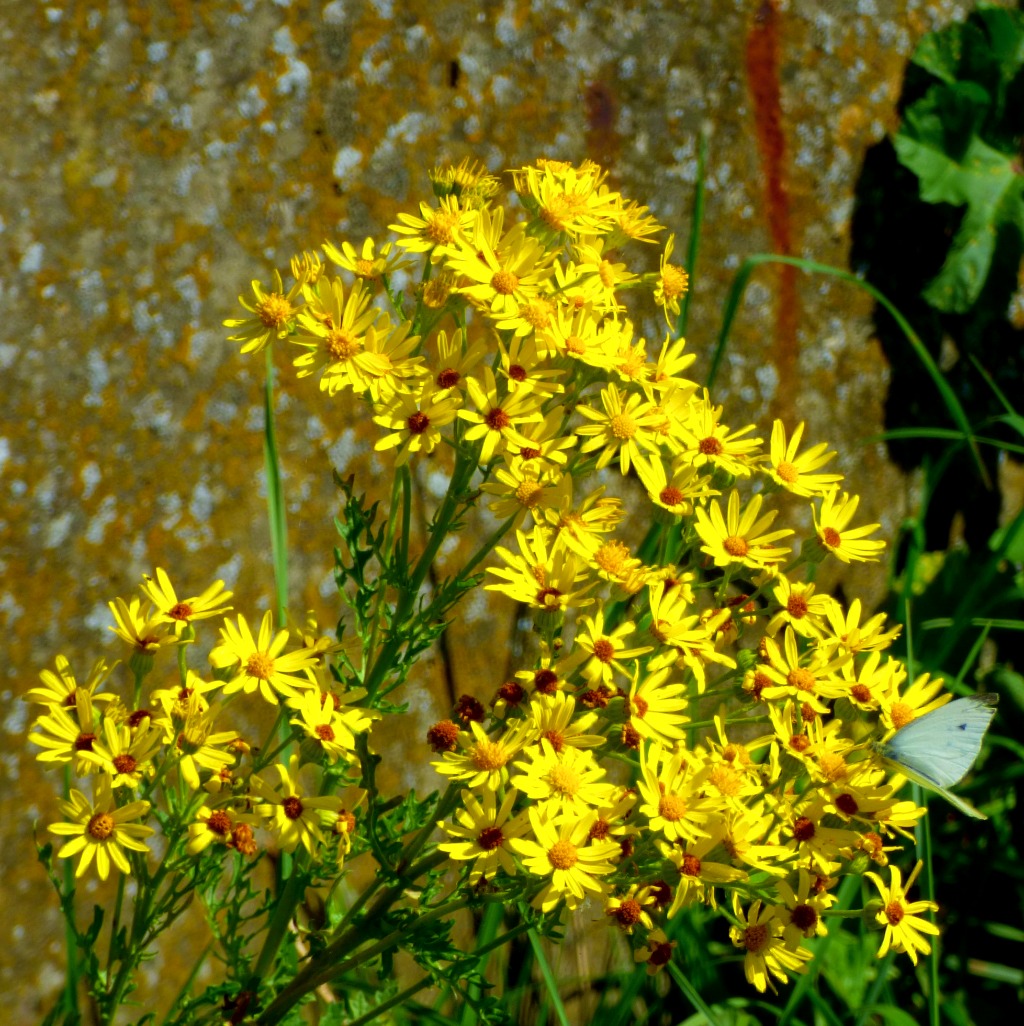 white butterfly, yellow flowers