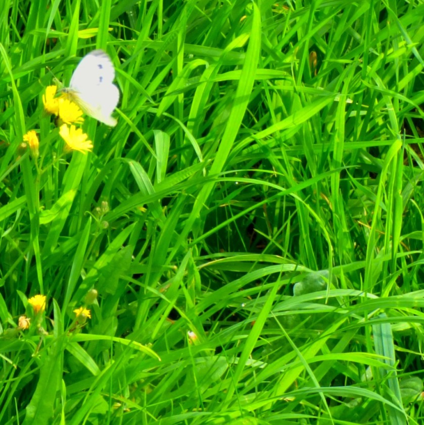 White butterfly3
