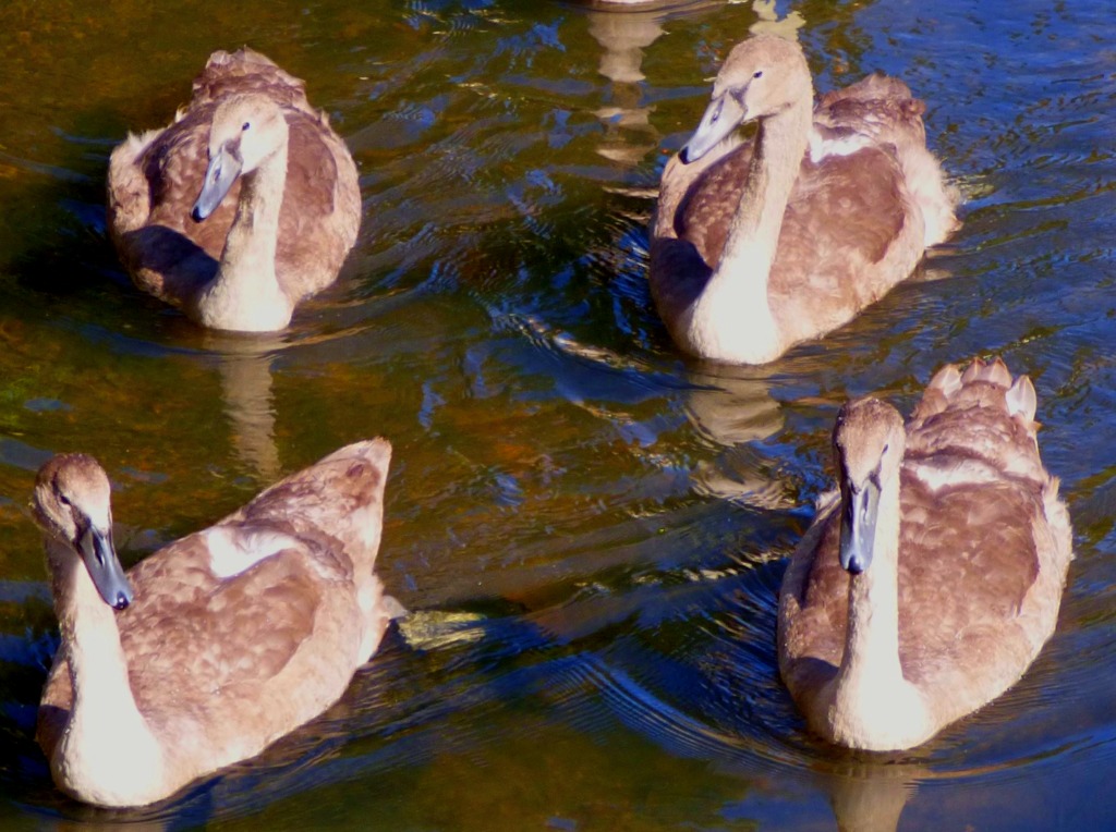 young swans