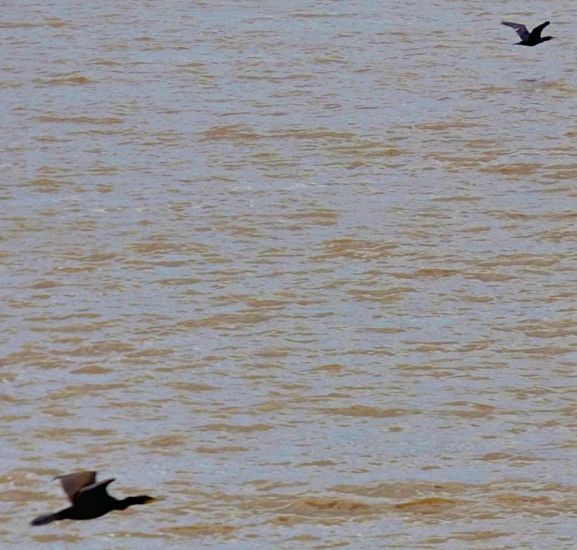 2 flying cormorants