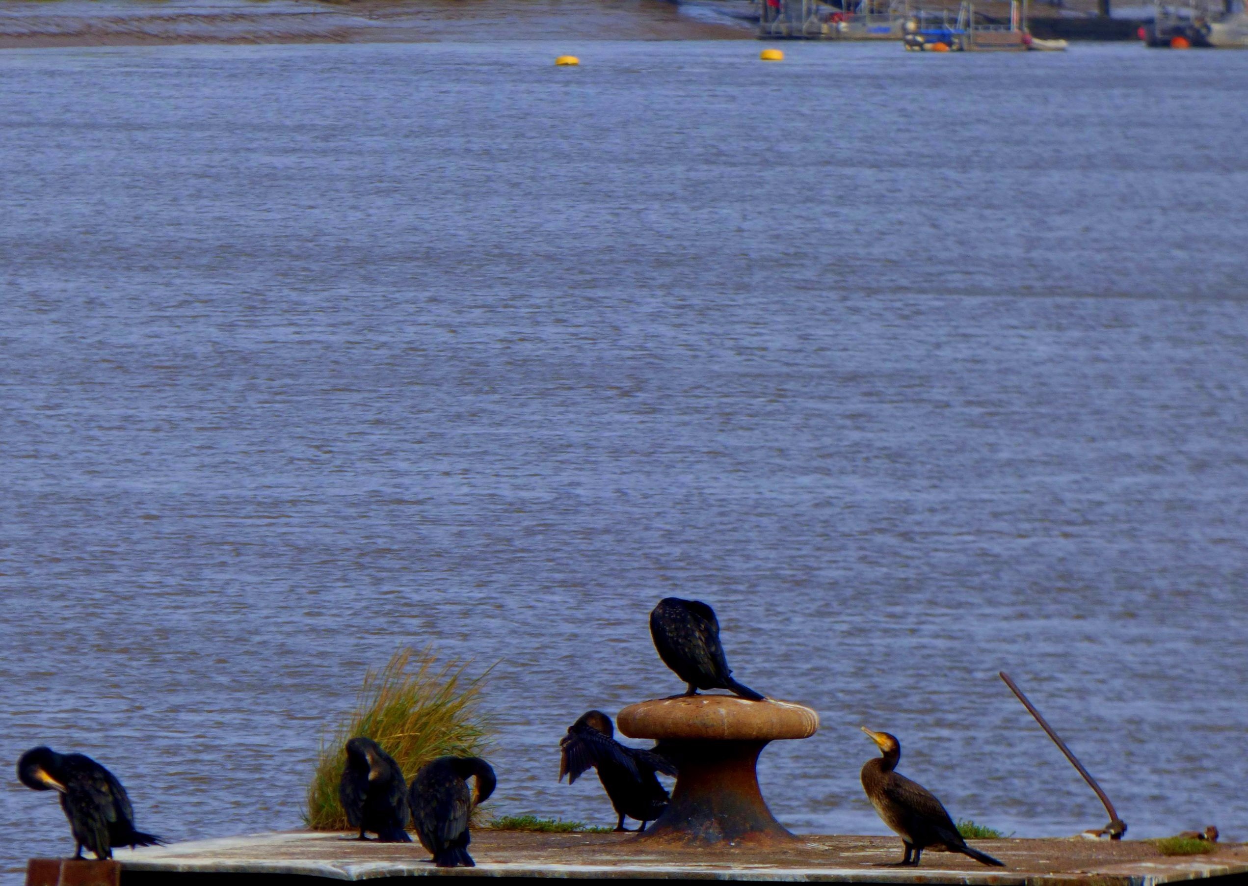 Cormorants 6 (1)