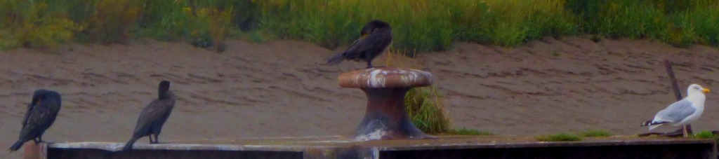 Farewell to Cormorant Platform