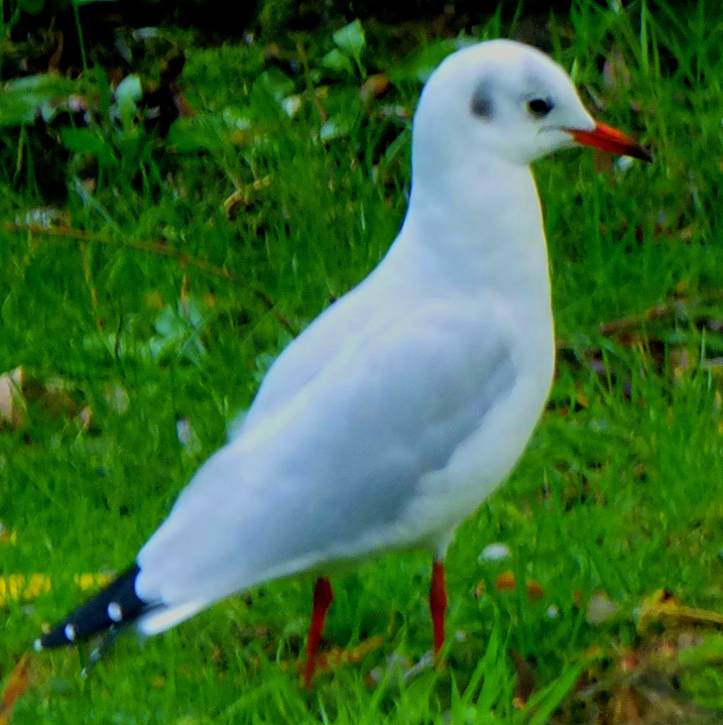 Gull
