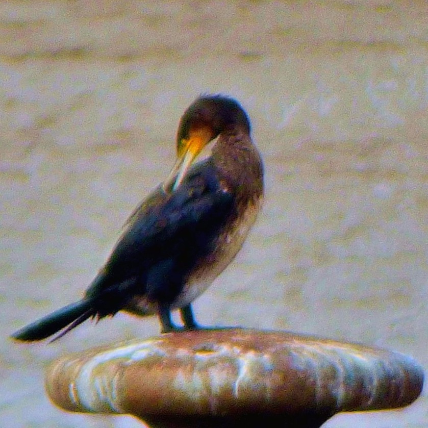 King of the Cormorant castle