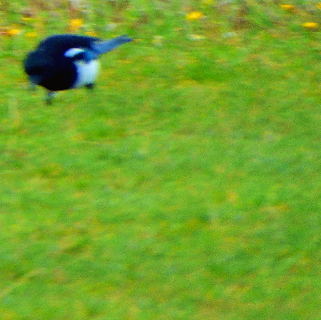Magpie