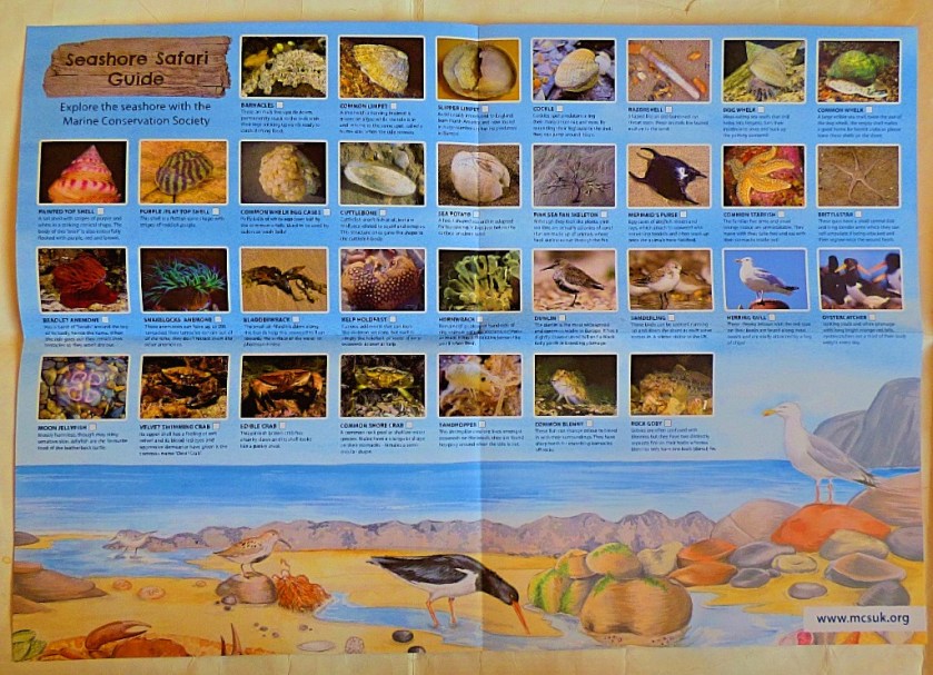 Sea shore safari guide species list