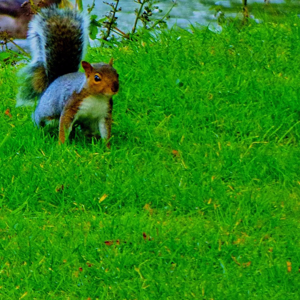 Squirrel