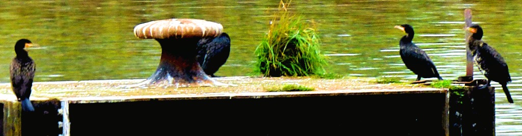 Cormorants 3
