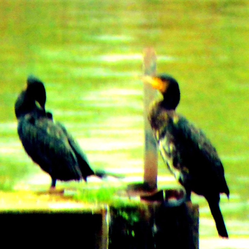Cormorants 4
