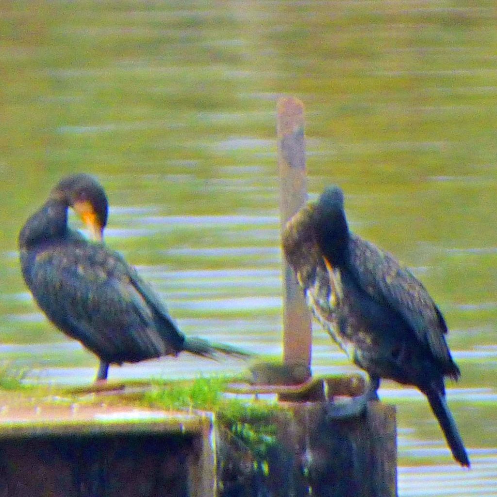 Cormorants 5