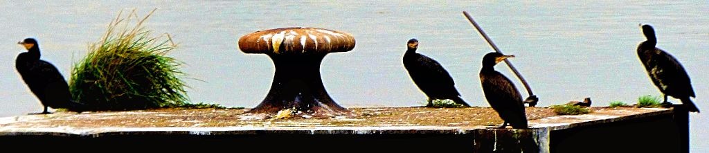 Cormorants 6