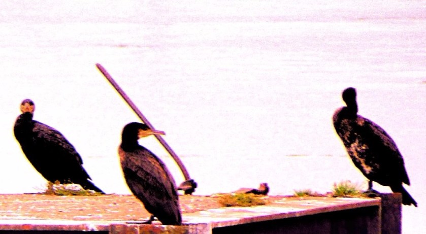 Cormorants 7