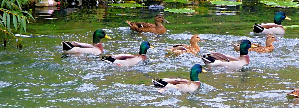 Ducks and drakes