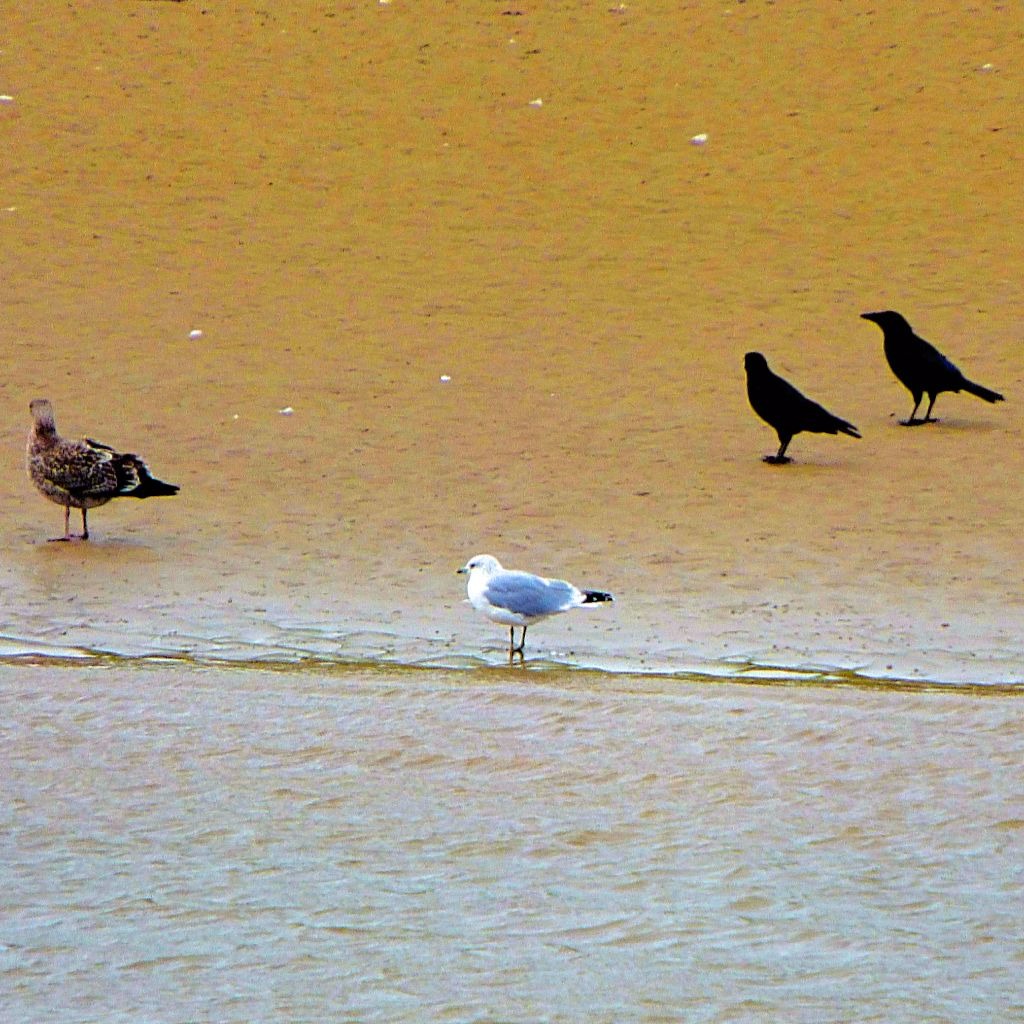 gulls and corvids