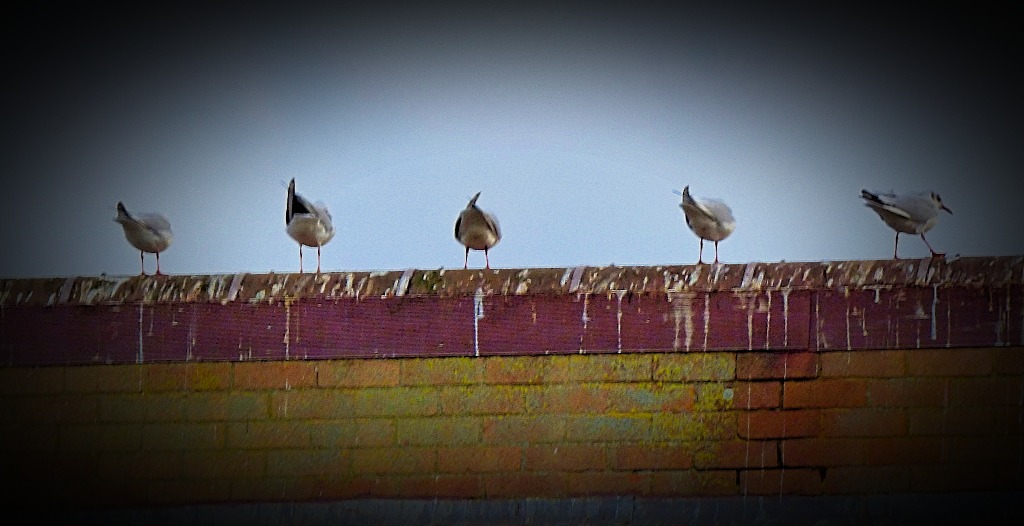Gulls, Bawsey Drain