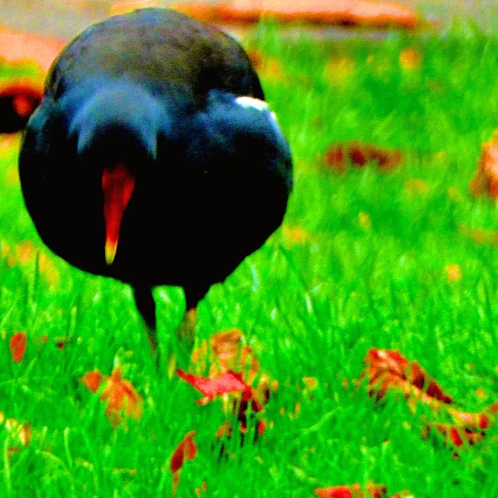 Moorhen 1