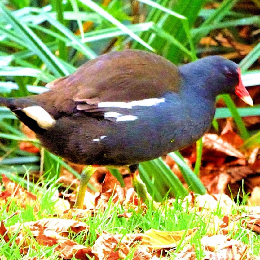 Moorhen 2