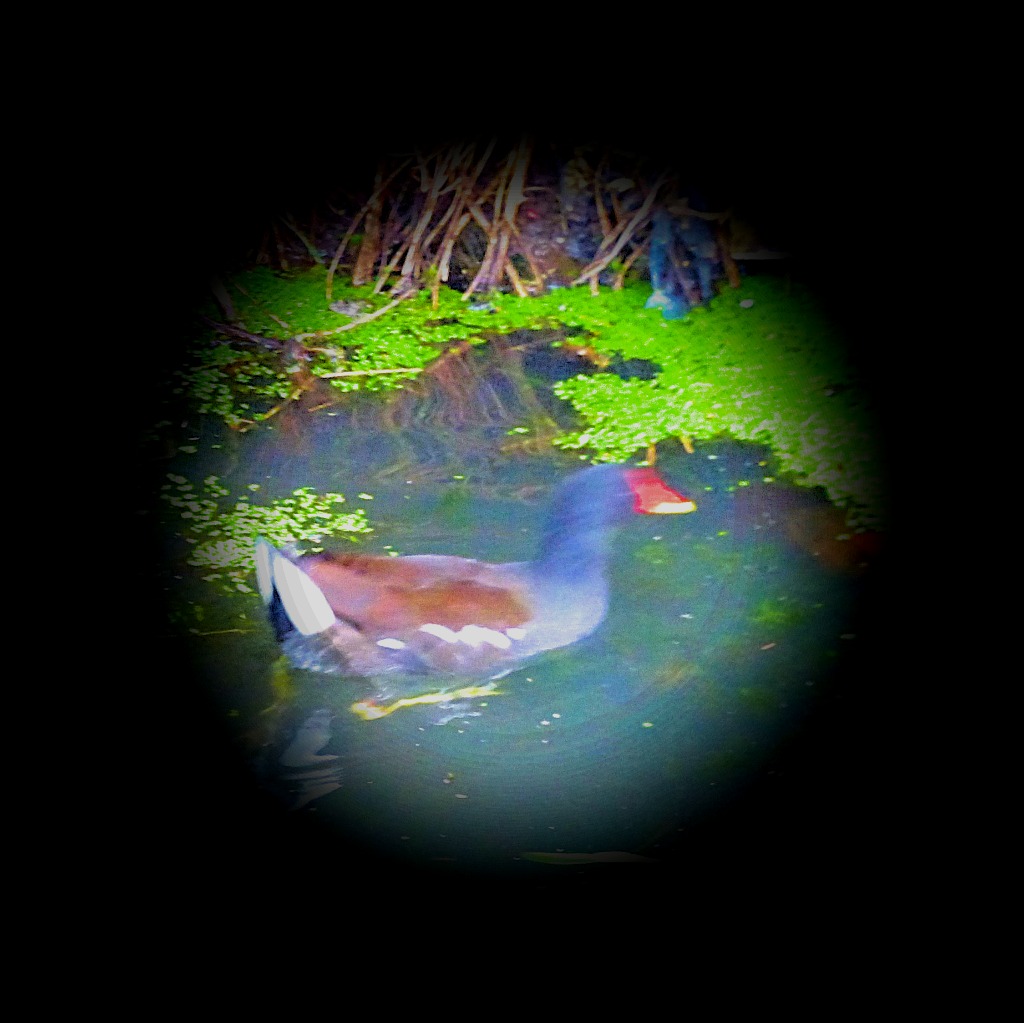 Moorhen, Bawsey Drain
