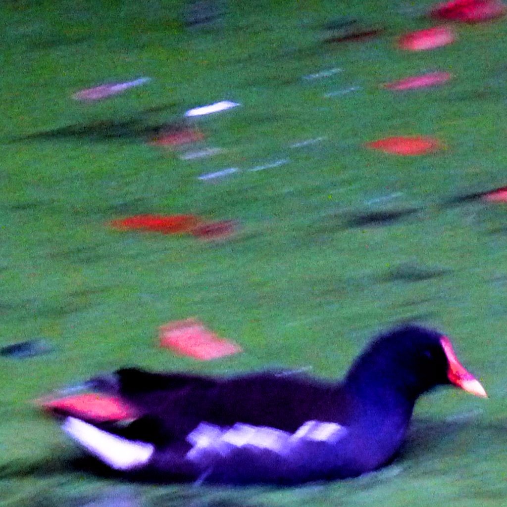 Moorhen