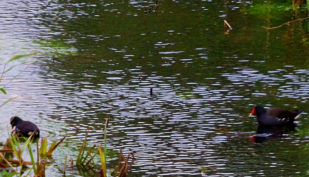 Moorhens, Bawsey Drain
