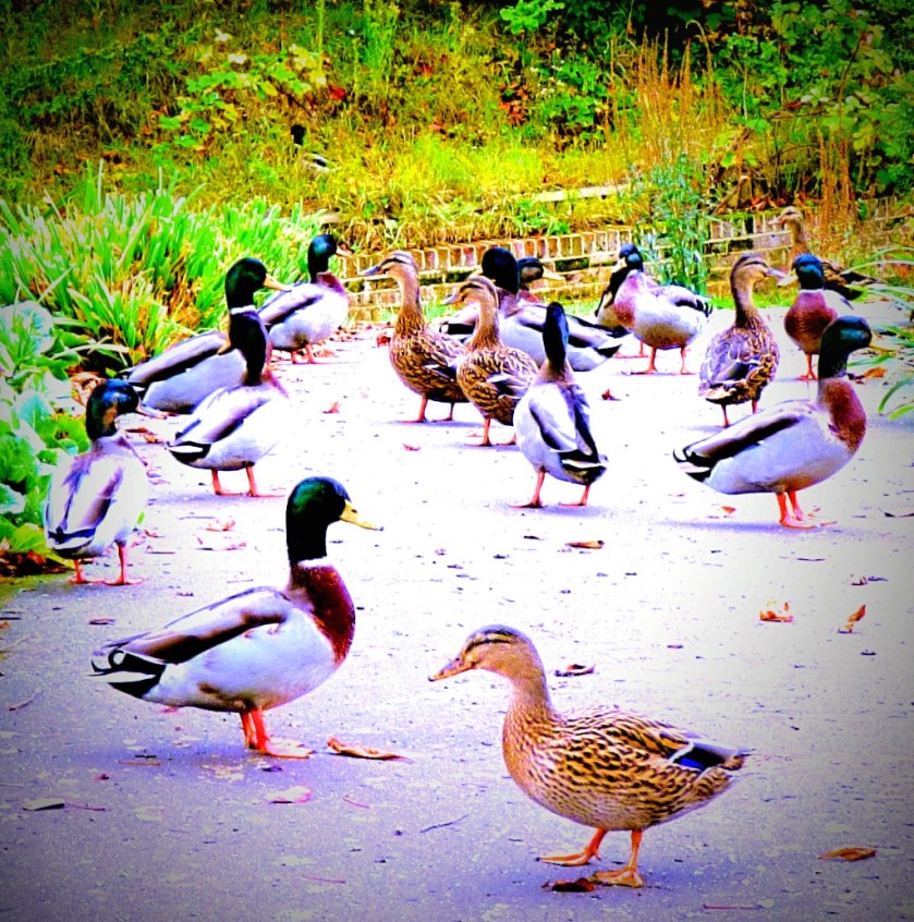 preparing for Ashes duty!