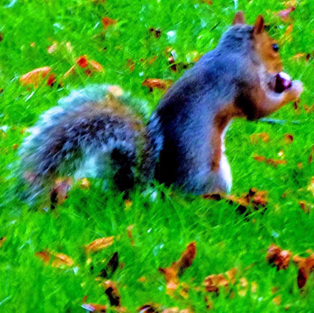 Squirrel with Conker