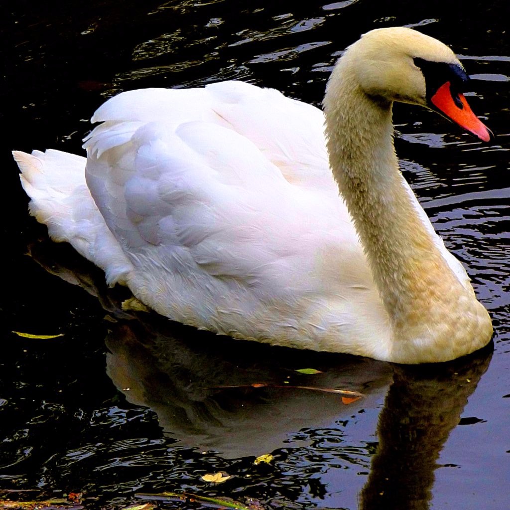 Swan II