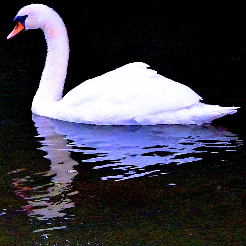 Swan IV