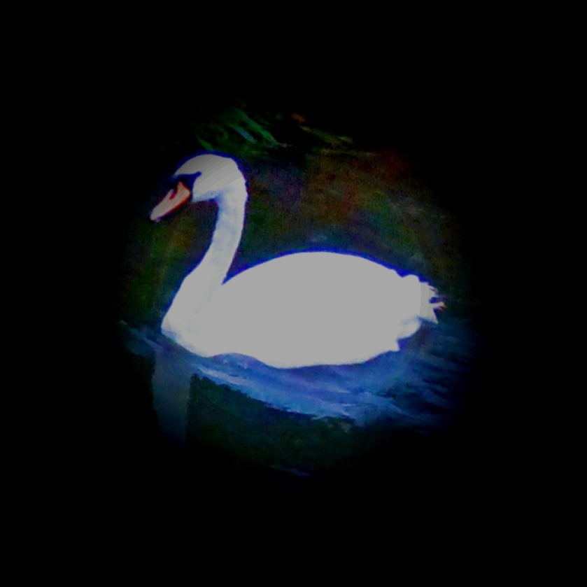 Swan, the Nar