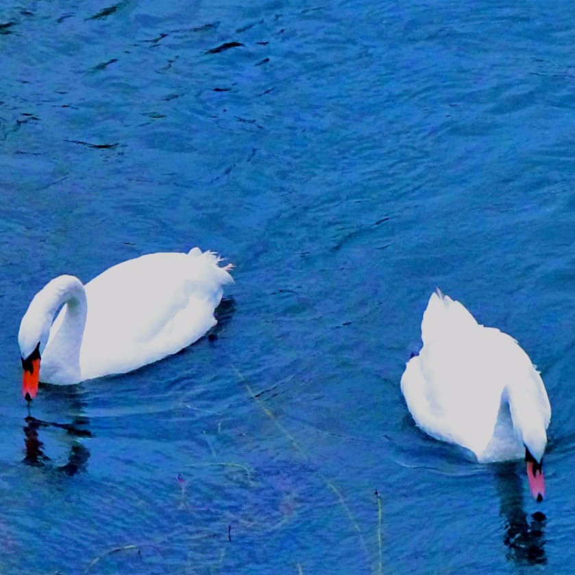 Swans, The Nar II