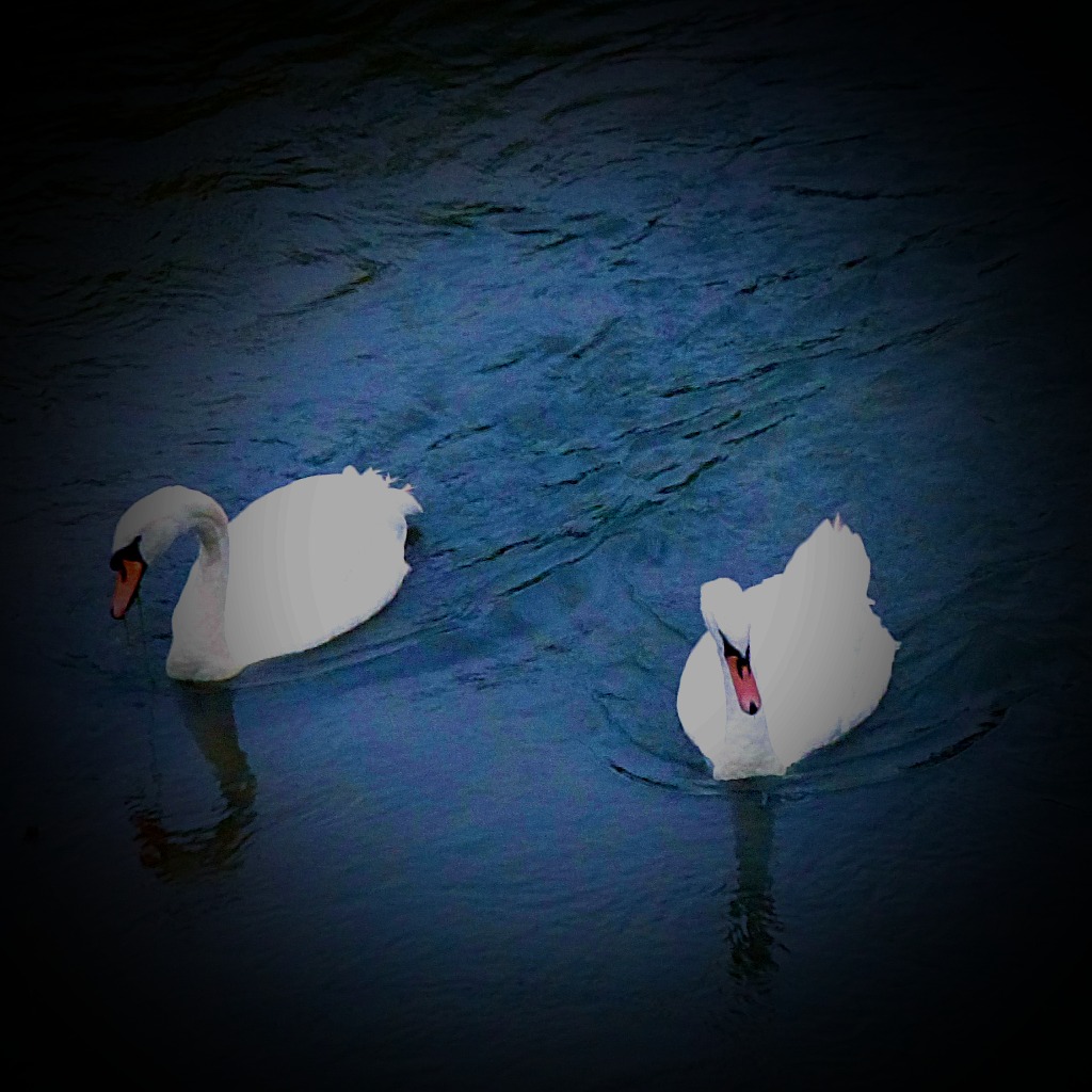 Swans, The Nar