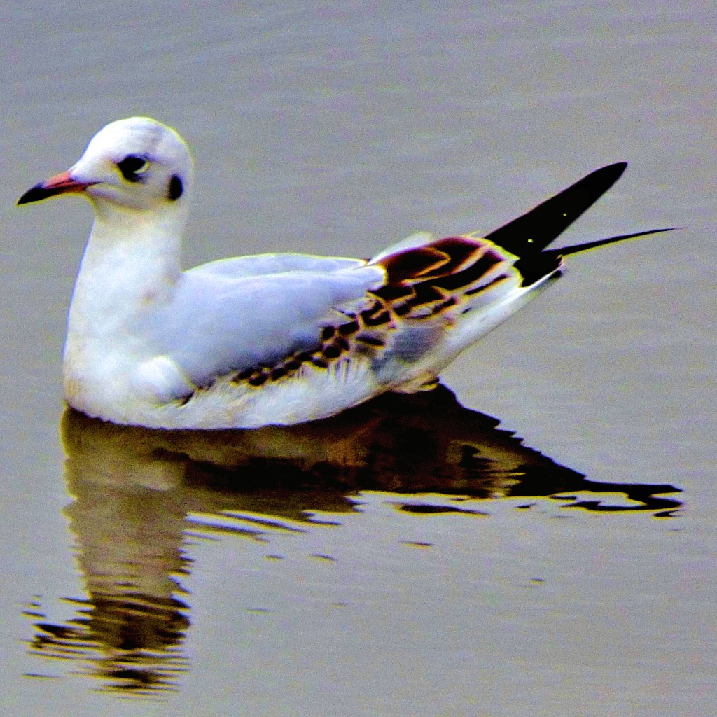 Swimming tern