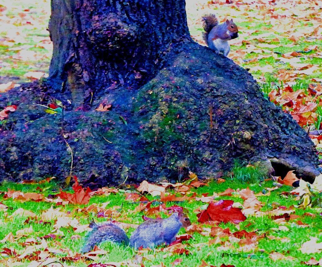 2 for 1 on squirrels