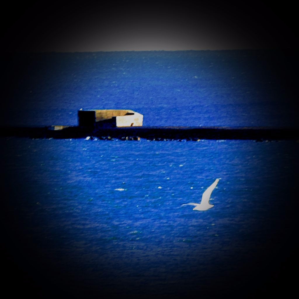 Bird flying near breakwater
