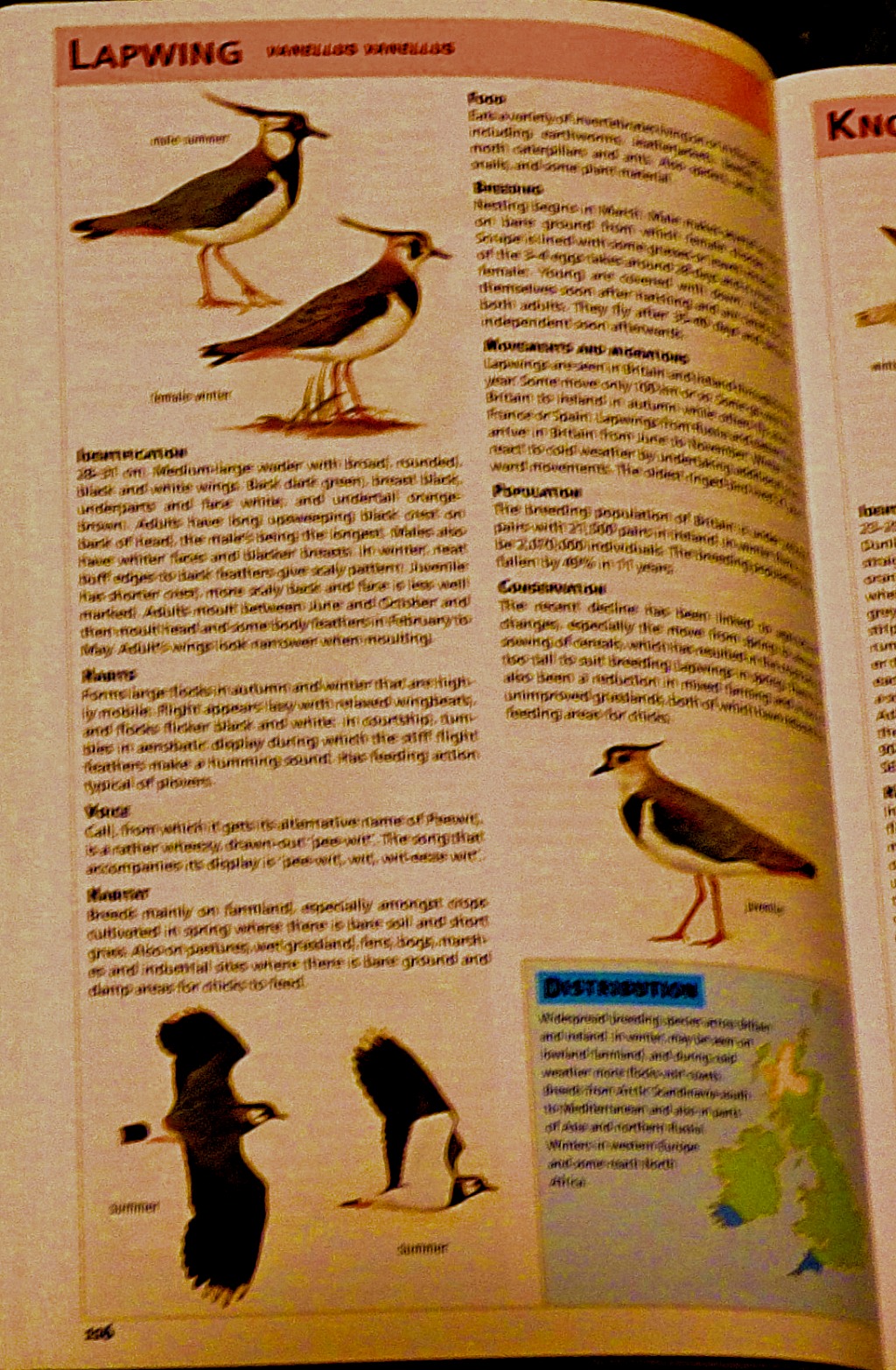 Lapwing - book